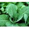 Collards Georgia Seeds - Brassica Oleracea