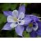 Columbine Blue Star Seeds - Aquilegia Caerulea