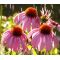 Coneflower Purple Seeds - Echinacea Purpurea