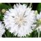 Cornflower White Dwarf Seeds - Centaurea Cyanus