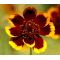 Cosmidium Brunette Seeds - Cosmidium Burridgeanum