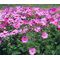 Cosmos Blush Seeds - Cosmos Bipinnatus