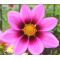 Cosmos Sonata Pink Blush Dwarf Seeds - Cosmos Bipinnatus