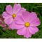 Cosmos Sonata Pink Dwarf Seeds - Cosmos Bipinnatus