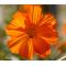 Cosmos Sulphur Ladybird Orange Dwarf Seeds - Cosmos Sulphureus