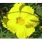 Cosmos Sulphur Ladybird Yellow Dwarf Seeds - Cosmos Sulphureus