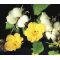 Cotton Levant Seeds - Gossypium Herbaceum