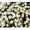 Creeping Daisy Seeds - Chrysanthemum Paludosum