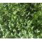 Cress Curled Peppergrass Seeds - Lepidium Sativum