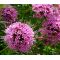 Crosswort Pretty Pink Seeds - Crucianella Phuopsis Stylosa