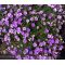Cup Flower Purple Robe Seeds - Nierembergia Hippomanica