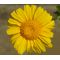 Daisy Garland Seeds - Chrysanthemum Coronarium