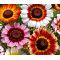 Daisy Painted Seeds - Chrysanthemum Carinatum
