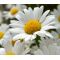 Daisy Shasta Seeds - Chrysanthemum Maximum