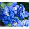 Delphinium Blue Bird Seeds - Delphinium Cultorum