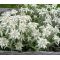Edelweiss Seeds - Leontopodium Alpinum