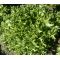 Endive Salad King Seeds - Cichorium Endivia