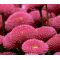 English Daisy Rose Seeds - Bellis Perennis Super Enorma