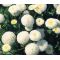 English Daisy White Seeds - Bellis Perennis Super Enorma