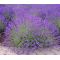 English Lavender Seeds - Lavandula Angustifolia