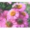 Erigeron Pink Jewel Seeds - Erigeron Speciosus