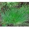 Fiber Optic Grass Seeds -  Isolepis Cernua