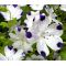 Five Spot Seeds - Nemophila Maculata
