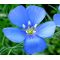 Flax Blue Annual Organic Seeds - Linum Usitatissimum
