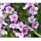 Forget Me Not Chinese Mystic Pink Seeds - Cynoglossum Amabile