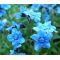 Forget Me Not Chinese Seeds - Cynoglossum Amabile