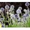 Globe Thistle Blue Seeds - Echinops Ritro