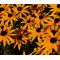 Daisy Gloriosa Seeds - Rudbeckia Hirta Sunset