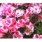 Godetia Farewell to Spring Seeds - Clarkia Amoena