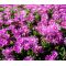 Ice Plant Pink Table Mountain Seeds - Delosperma Cooperi