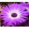 Ice Plant Purple Stardust Seeds - Delosperma Floribunda