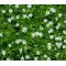 Irish Moss Pearlwort Seeds - Sagina Subulata