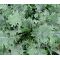 Kale Red Russian Seeds - Brassica Oleracea