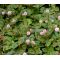 Knotweed Pink Punching Balls Seeds - Polygonum Capitatum