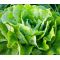 Lettuce Butterhead Buttercrunch Seeds - Lactuca Sativa
