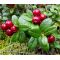 Lingonberry Seeds - Vaccinium Vitis-idaea