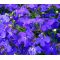 Lobelia Blue Mrs. Clibran Seeds - Lobelia Erinus