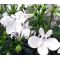 Lobelia White Lady Seeds - Lobelia Erinus