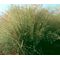 Love Grass Sand Seeds - Eragrostis Trichodes