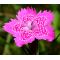 Maiden Pinks Seeds - Dianthus Deltoides