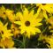 Maximilian Sunflower Seeds - Helianthus Maximiliani