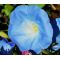 Morning Glory Heavenly Blue Seeds - Ipomoea Tricolor