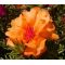 Moss Rose Orange Seeds - Portulaca Grandiflora
