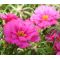 Moss Rose Pink Seeds - Portulaca Grandiflora