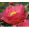 Moss Rose Red Seeds - Portulaca Grandiflora