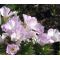 Mountain Phlox Seeds - Linanthus Grandiflorus